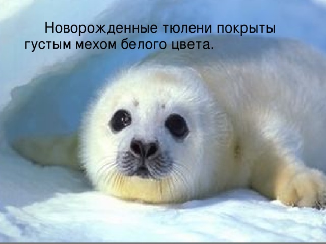  Новорожденные тюлени покрыты густым мехом белого цвета. 