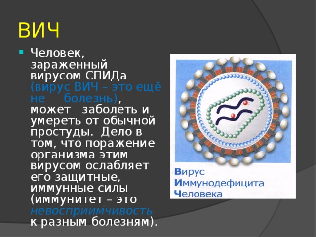 ВИЧ Человек, зараженный вирусом СПИДа (вирус ВИЧ – это ещё не болезнь) , может заболеть и умереть от обычной простуды. Дело в том, что поражение организма этим вирусом ослабляет его защитные, иммунные силы (иммунитет – это невосприимчивость  к разным болезням). 
