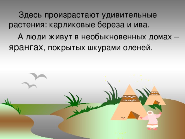  Здесь произрастают удивительные растения: карликовые береза и ива.  А люди живут в необыкновенных домах – ярангах , покрытых шкурами оленей. 