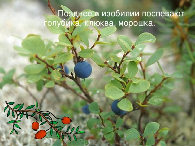  Позднее в изобилии поспевают голубика, клюква, морошка. 