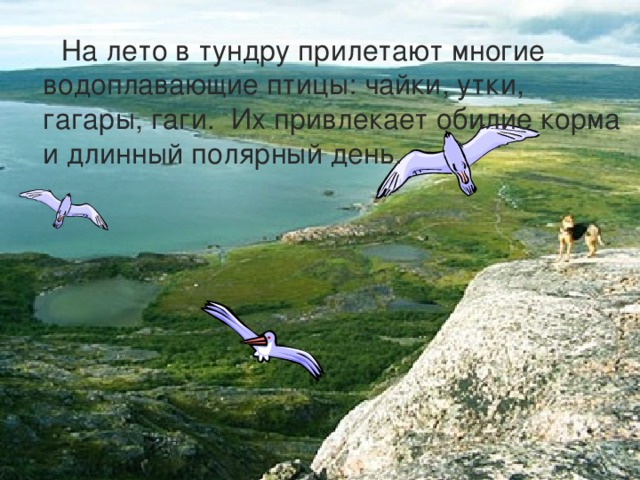  На лето в тундру прилетают многие водоплавающие птицы: чайки, утки, гагары, гаги. Их привлекает обилие корма и длинный полярный день. 