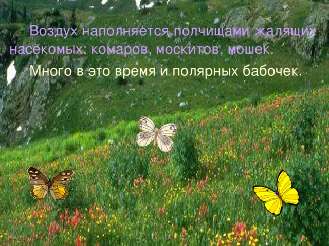  Воздух наполняется полчищами жалящих насекомых: комаров, москитов, мошек.  Много в это время и полярных бабочек. 