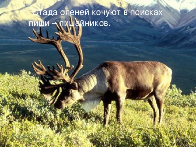  Стада оленей кочуют в поисках пищи – лишайников. 