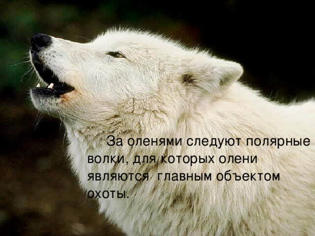  За оленями следуют полярные волки, для которых олени являются главным объектом охоты. 
