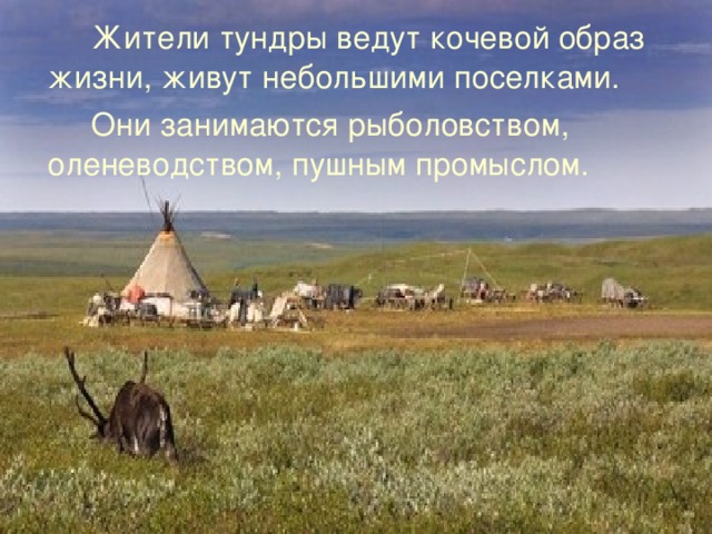  Жители тундры ведут кочевой образ жизни, живут небольшими поселками.  Они занимаются рыболовством, оленеводством, пушным промыслом. 