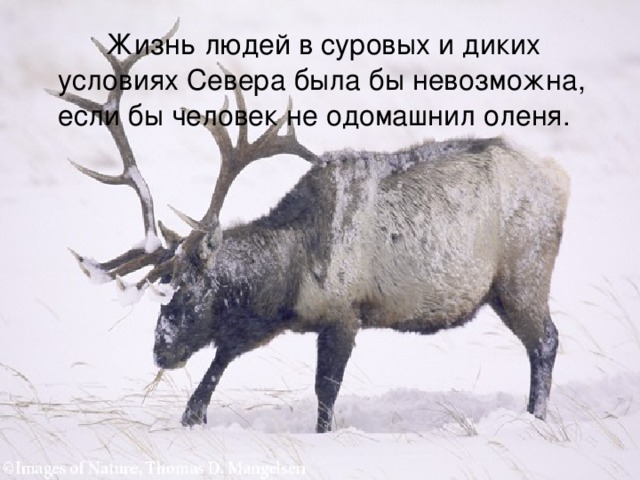  Жизнь людей в суровых и диких условиях Севера была бы невозможна, если бы человек не одомашнил оленя. 