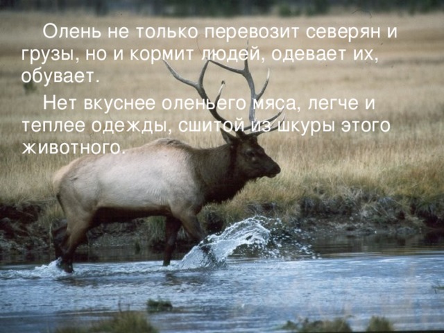  Олень не только перевозит северян и грузы, но и кормит людей, одевает их, обувает.  Нет вкуснее оленьего мяса, легче и теплее одежды, сшитой из шкуры этого животного. 