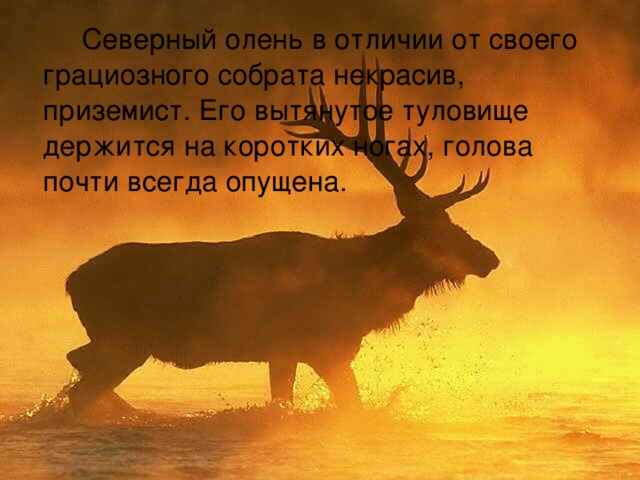  Северный олень в отличии от своего грациозного собрата некрасив, приземист. Его вытянутое туловище держится на коротких ногах, голова почти всегда опущена. 