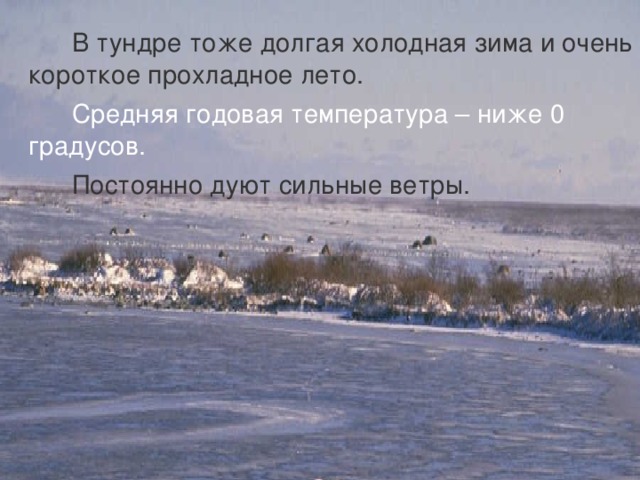  В тундре тоже долгая холодная зима и очень короткое прохладное лето.   Средняя годовая температура – ниже 0 градусов.  Постоянно дуют сильные ветры. 