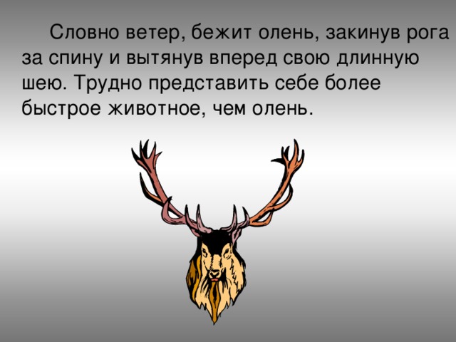  Словно ветер, бежит олень, закинув рога за спину и вытянув вперед свою длинную шею. Трудно представить себе более быстрое животное, чем олень. 
