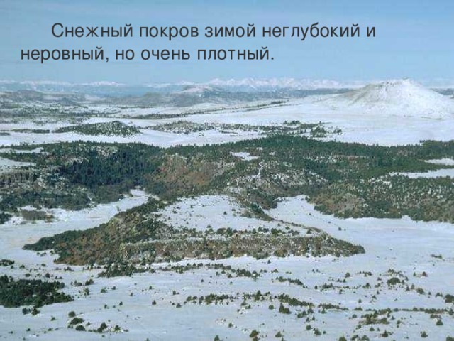  Снежный покров зимой неглубокий и неровный, но очень плотный. 
