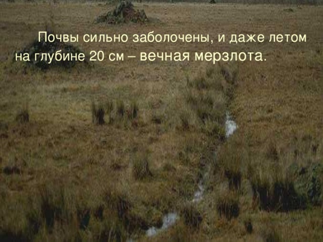  Почвы сильно заболочены, и даже летом на глубине 20 см – вечная мерзлота . 