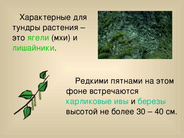  Характерные для тундры растения – это ягели (мхи) и лишайники .  Редкими пятнами на этом фоне встречаются карликовые ивы и березы высотой не более 30 – 40 см. 