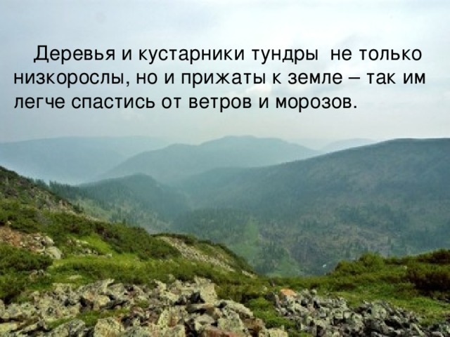  Деревья и кустарники тундры не только низкорослы, но и прижаты к земле – так им легче спастись от ветров и морозов. 