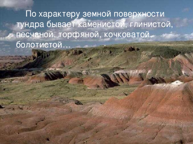  По характеру земной поверхности тундра бывает каменистой, глинистой, песчаной, торфяной, кочковатой, болотистой… 