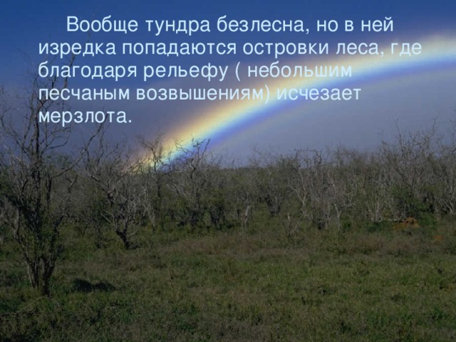  Вообще тундра безлесна, но в ней изредка попадаются островки леса, где благодаря рельефу ( небольшим песчаным возвышениям) исчезает мерзлота. 