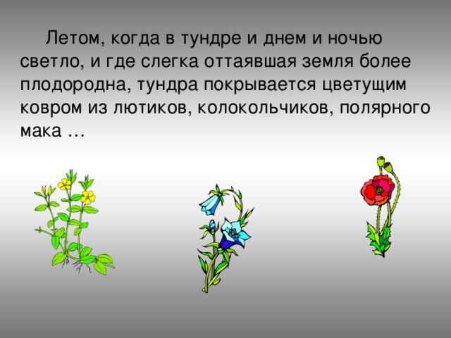  Летом, когда в тундре и днем и ночью светло, и где слегка оттаявшая земля более плодородна, тундра покрывается цветущим ковром из лютиков, колокольчиков, полярного мака … 
