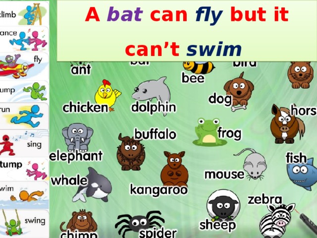 A  bat  can  fly but it can’t swim  1/25/17 http://aida.ucoz.ru  