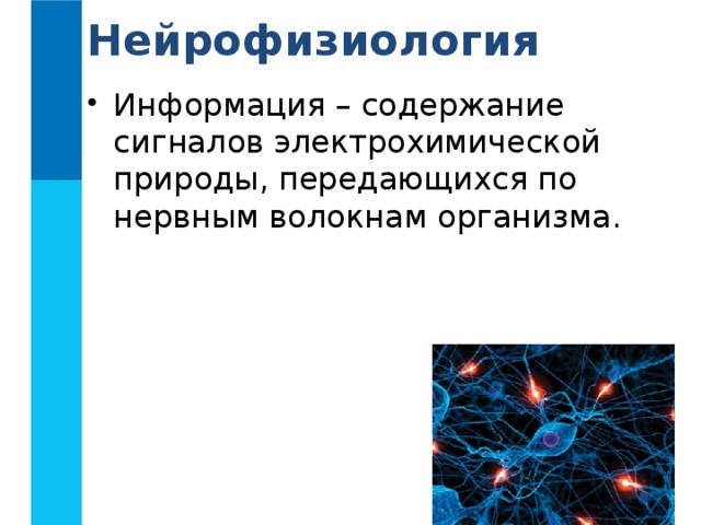 Нейрофизиология Информация – содержание сигналов электрохимической природы, передающихся по нервным волокнам организма. 
