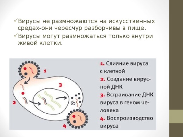 Вирусы не размножаются на искусственных средах-они чересчур разборчивы в пище. Вирусы могут размножаться только внутри живой клетки.  