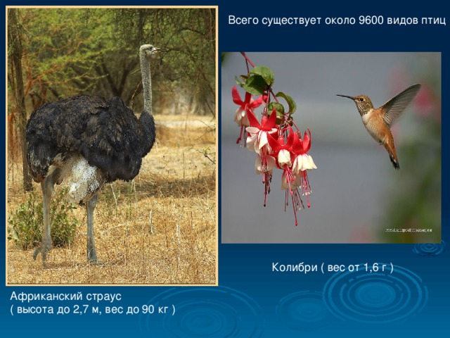 Всего существует около 9600 видов птиц Колибри ( вес от 1,6 г ) Африканский страус ( высота до 2,7 м, вес до 90 кг ) 