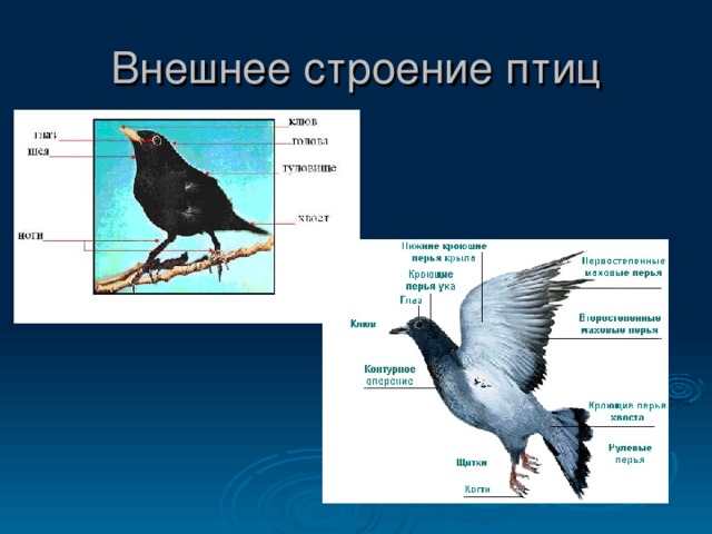 Внешнее строение птиц 