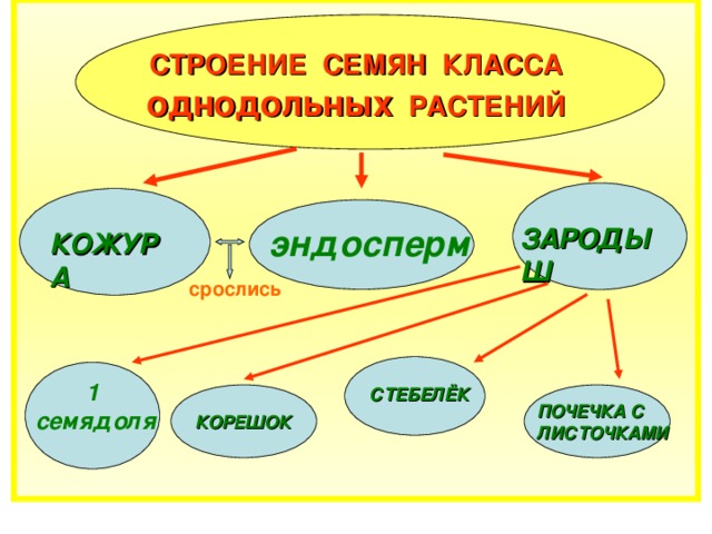 СТРОЕНИЕ СЕМЯН КЛАССА  однодольных РАСТЕНИЙ эндосперм ЗАРОДЫШ КОЖУРА срослись 1 семядоля СТЕБЕЛЁК ПОЧЕЧКА С  ЛИСТОЧКАМИ КОРЕШОК 