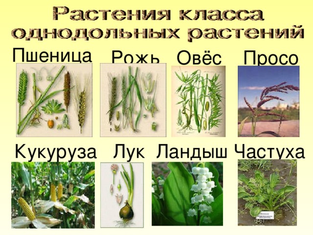 Пшеница  Рожь Овёс Просо  Кукуруза Лук Ландыш Частуха 