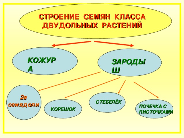 СТРОЕНИЕ СЕМЯН КЛАССА  ДВУДОЛЬНЫХ РАСТЕНИЙ КОЖУРА ЗАРОДЫШ 2е 2е семядоли СТЕБЕЛЁК ПОЧЕЧКА С  ЛИСТОЧКАМИ КОРЕШОК 