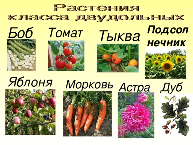 Подсол нечник Боб  Томат  Тыква  Яблоня Морковь Астра Дуб 