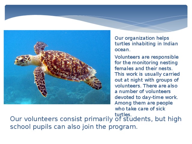 Our organization helps turtles inhabiting in Indian ocean. Volunteers are responsible for the monitoring nesting females and their nests. This work is usually carried out at night with groups of volunteers. There are also a number of volunteers devoted to day-time work. Among them are people who take care of sick turtles. Our volunteers consist primarily of students, but high school pupils can also join the program. 