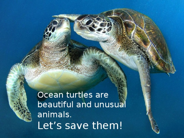 Ocean turtles are  beautiful and unusual animals.  Let’s save them! 