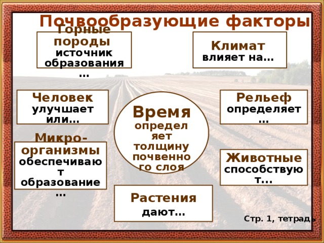 Почвообразующие факторы Горные породы источник образования… Климат влияет на… Рельеф определяет… Человек улучшает или…  Время определяет толщину почвенного слоя   Микро- организмы обеспечивают образование…  Животные способствуют... Растения дают… Стр. 1, тетрадь 
