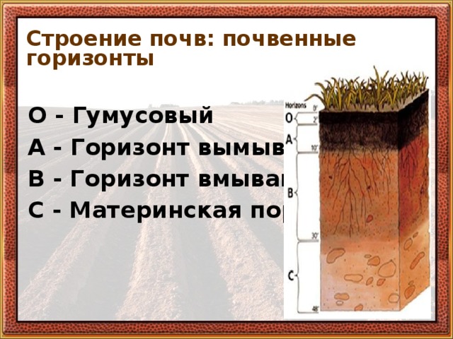 Строение почв: почвенные горизонты О - Гумусовый А - Горизонт вымывания В - Горизонт вмывания С - Материнская порода 