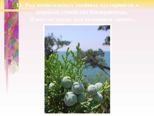 11. Род вечнозеленых хвойных кустарников и  деревьев семейства Кипарисовые.  Известен также под названием «верес». 