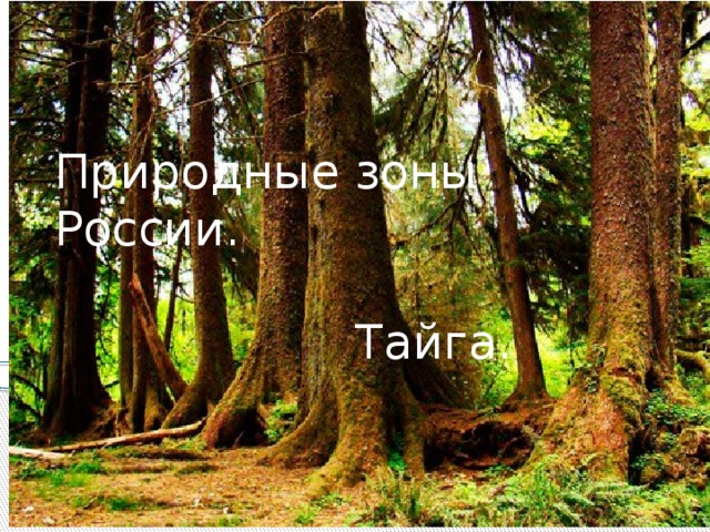 Природные зоны России.  Тайга. Природные зоны России. Тайга.  