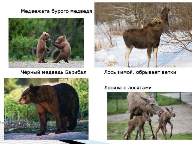 Медвежата бурого медведя Чёрный медведь Барибал Лось зимой, обрывает ветки Лосиха с лосятами 