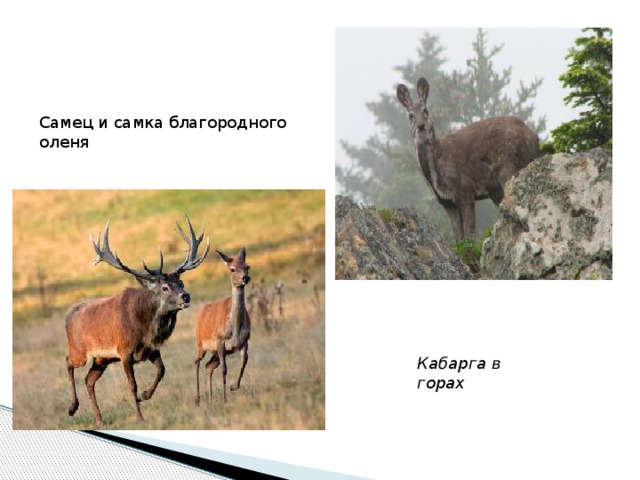 Самец и самка благородного оленя Кабарга в горах 