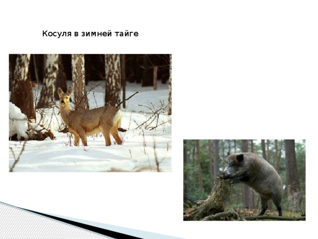 Косуля в зимней тайге 