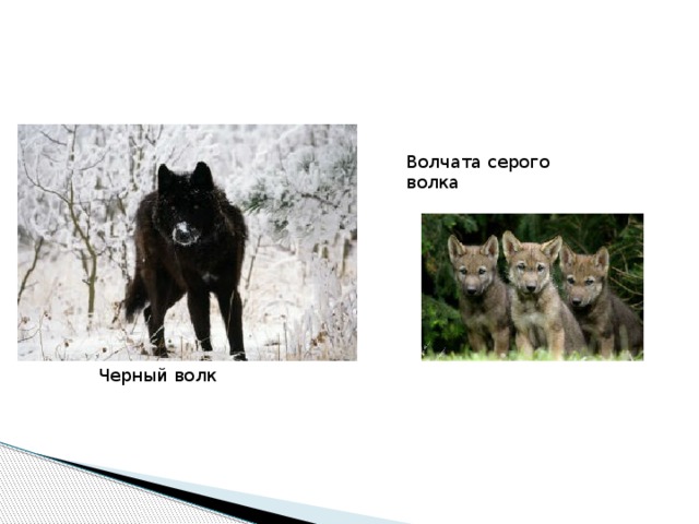 Волчата серого волка Черный волк 