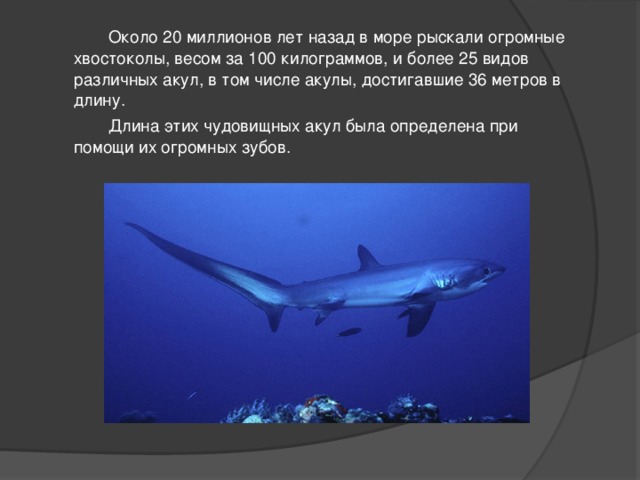   Около 20 миллионов лет назад в море рыскали огромные хвостоколы, весом за 100 килограммов, и более 25 видов различных акул, в том числе акулы, достигавшие 36 метров в длину.   Длина этих чудовищных акул была определена при помощи их огромных зубов.  