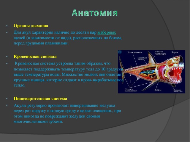 Органы дыхания Для акул характерно наличие до десяти пар жаберных щелей (в зависимости от вида), расположенных по бокам, перед грудными плавниками.  Кровеносная система   Кровеносная система устроена таким образом, что позволяет поддерживать температуру тела до 10 градусов выше температуры воды. Множество мелких вен оплетает крупные мышцы, которые отдают в кровь вырабатываемое тепло.  Пищеварительная система Акулы регулярно производят выворачивание желудка через рот наружу в водную среду с целью очищения., при этом никогда не повреждают желудок своими многочисленными зубами.  