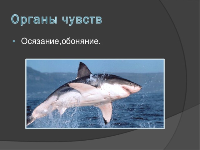 Осязание,обоняние. 