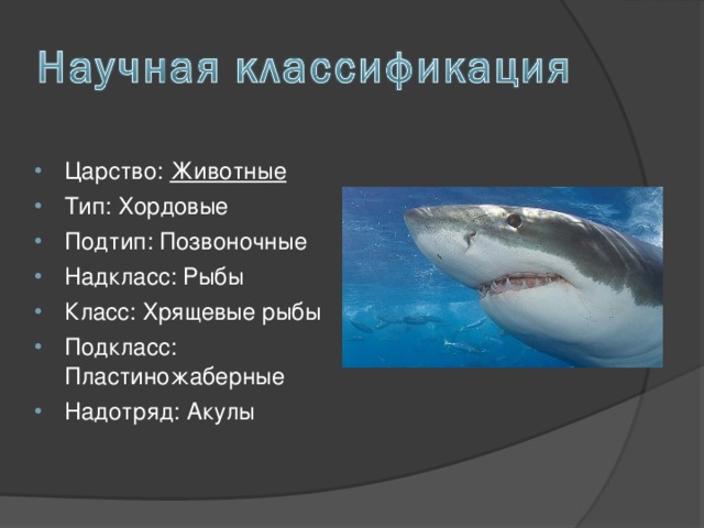 Царство: Животные Тип: Хордовые Подтип: Позвоночные Надкласс: Рыбы Класс: Хрящевые рыбы Подкласс: Пластиножаберные Надотряд: Акулы  