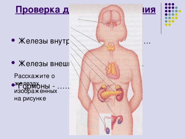 Проверка домашнего задания Расскажите о железах изображенных на рисунке 