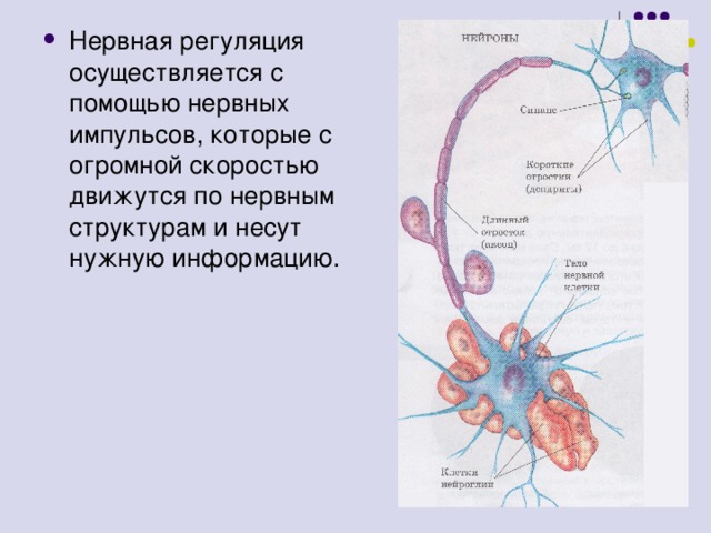 Нервная регуляция осуществляется с помощью нервных импульсов, которые с огромной скоростью движутся по нервным структурам и несут нужную информацию. 