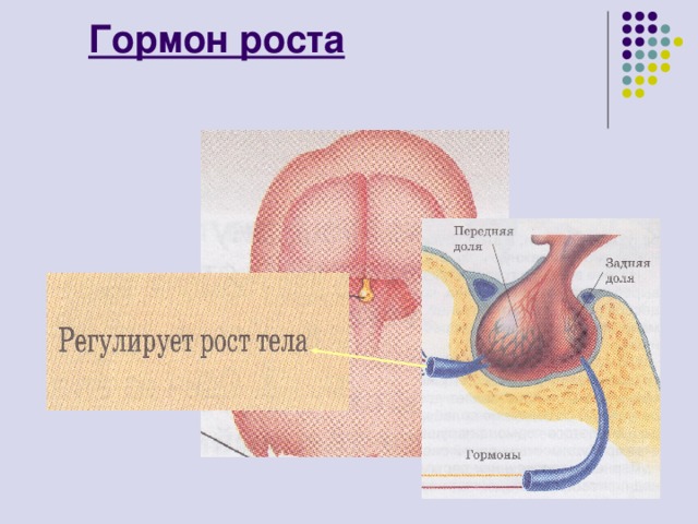 Гормон роста 