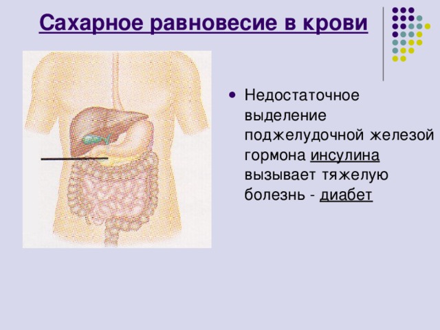 Сахарное равновесие в крови Недостаточное выделение поджелудочной железой гормона инсулина вызывает тяжелую болезнь - диабет 