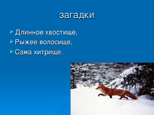 загадки Длинное хвостище, Рыжее волосище, Сама хитрище. 