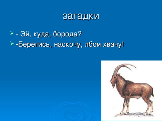 загадки - Эй, куда, борода ? -Берегись, наскочу, лбом хвачу! 